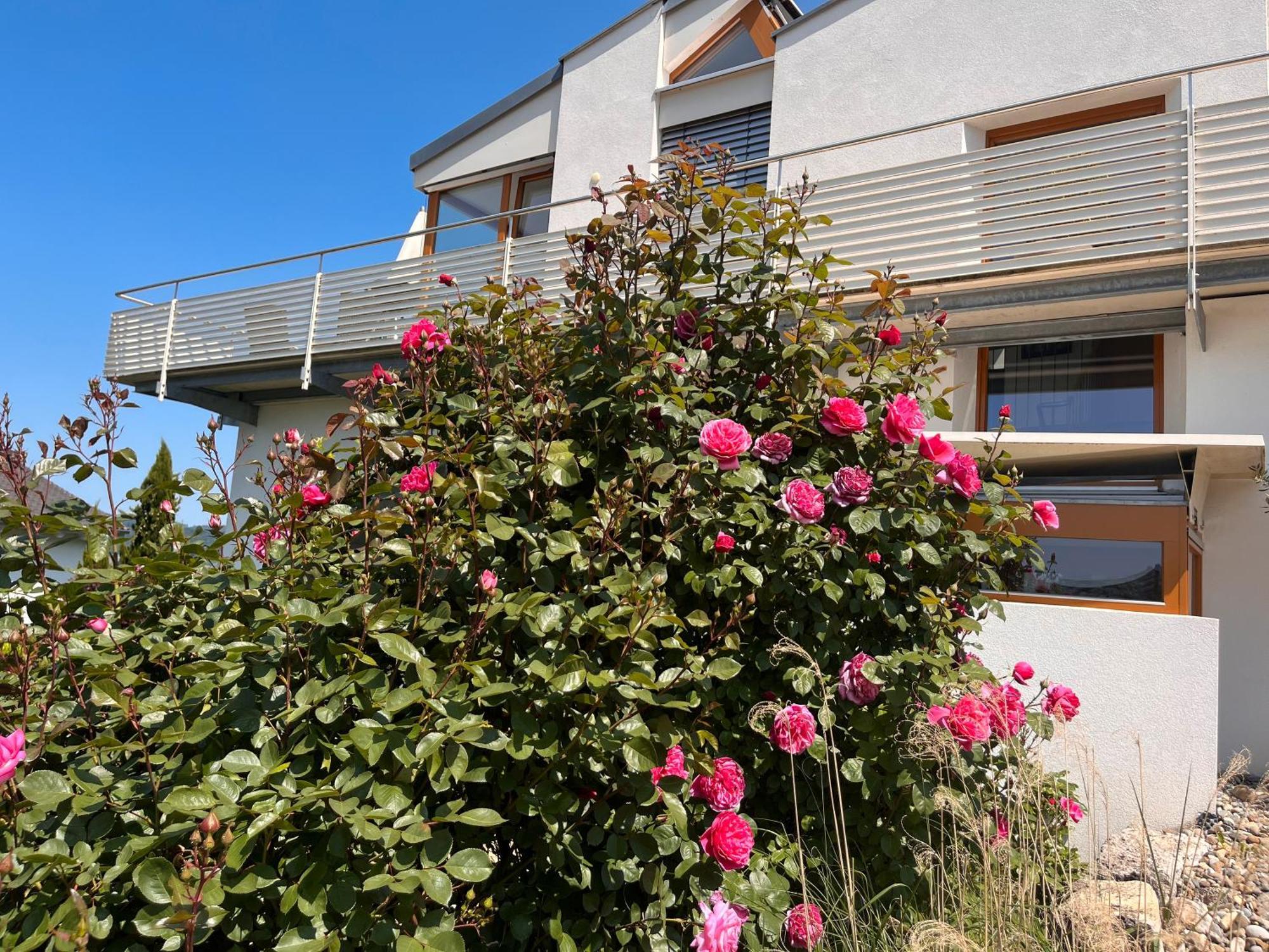Ferienwohnungen Im Rosengarten Bodman-Ludwigshafen Exterior photo